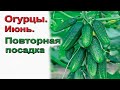 Как получить второй урожай огурцов за сезон