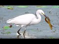 Egret Hunting Eel - Great Egret Fights to Swallow a Large Eel! 199