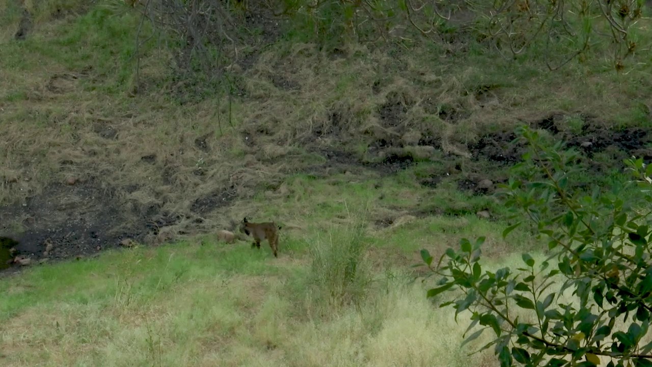 Worlds Rarest Wild Cat: Iberian Lynx, arriving at watering hole.