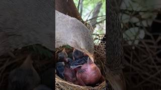 Wild babbler bird beautiful babies (P 10) #shorts #shortsvideo #ytshorts #viral #short