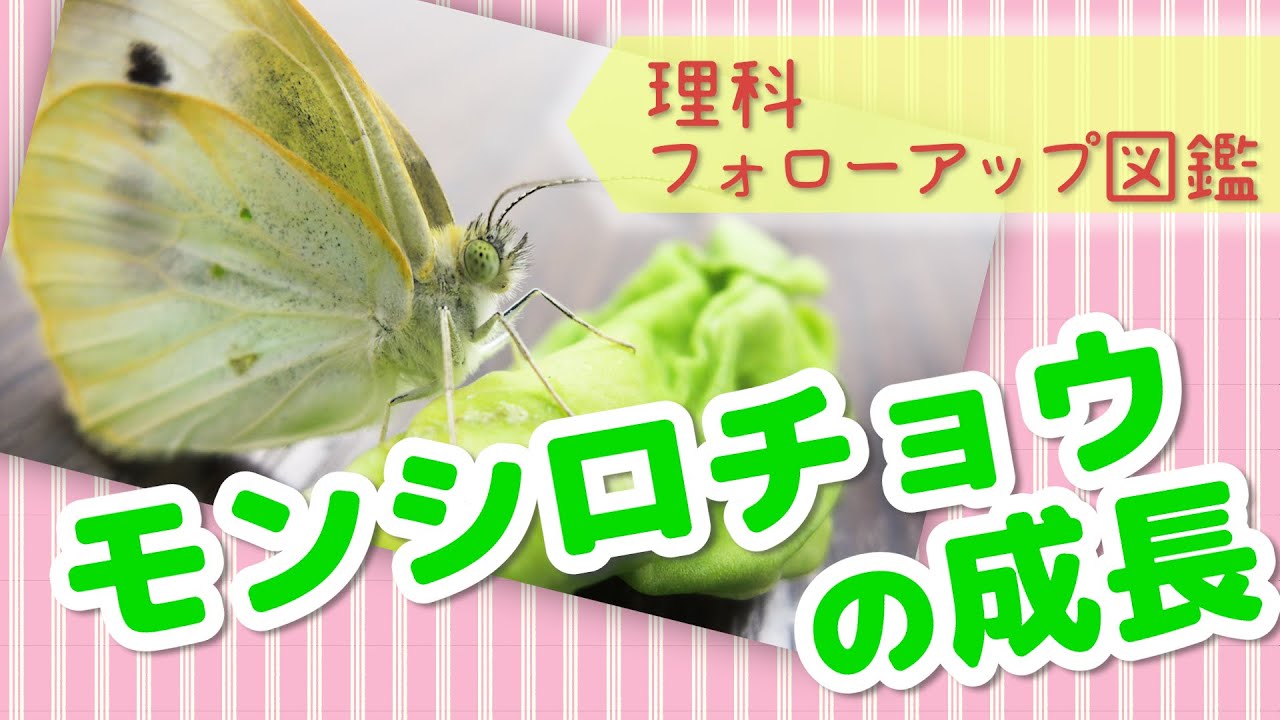 フォローアップ図鑑 モンシロチョウの成長 Youtube