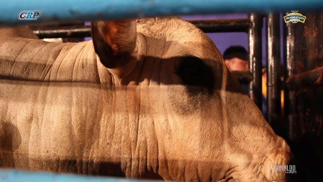 DESAFIO DO BEM - Vanicélio Paiva x Drago (Cia. Tercio Miranda) cavalos de raça