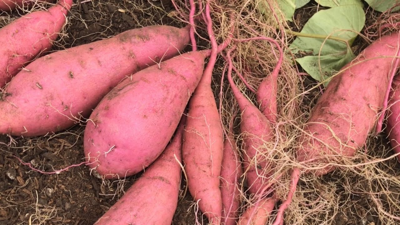 さつまいも 袋栽培 収穫のサイン 定植から108日 おまけ リースも作りました 風音ご注意を 毎度の事で申し訳ございません 21 9 7 Youtube