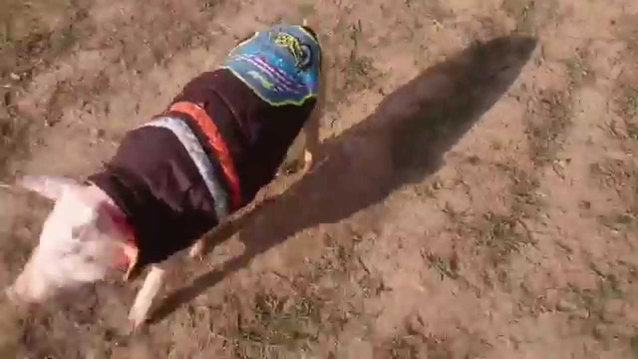Angelines y Leben: cerdita y perro paseando juntos (subt.Español/English) farmers insurance