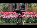 Spring gardening vlog tulips at the flower stand deadheading daffodils baking pane di pasqua