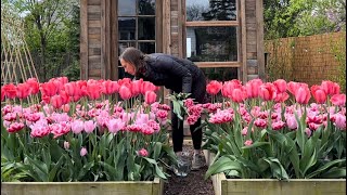 Spring Gardening Vlog, Tulips at the Flower Stand, Deadheading Daffodils, Baking Pane Di Pasqua