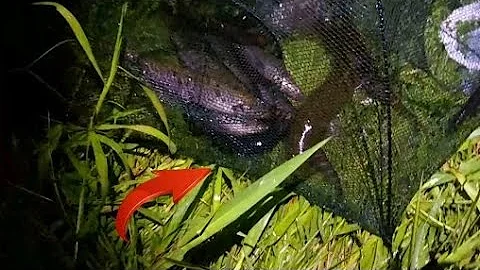 Qual o peixe de água doce mais saudável?