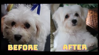 Grooming A 3 Month Old Maltese Puppy!! SO CUTE!!