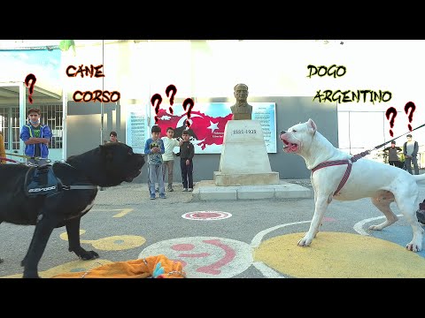 DOGO ARGENTİNO  CANE CORSO HANGİSİ DAHA GÜÇLÜ