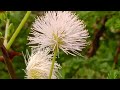Flower With Hooks // Nature availability