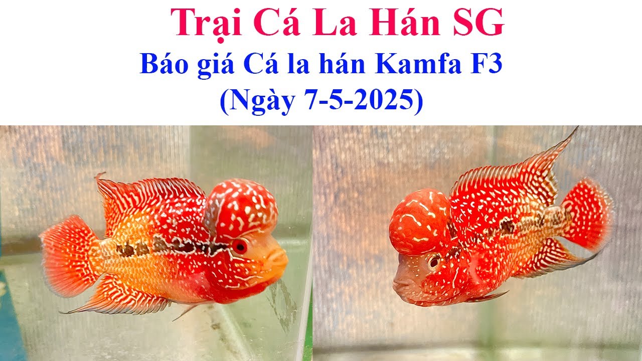 Báo giá cá la hán Kamfa F3 (ngày 7-5) - Trại Cá La Hán SG