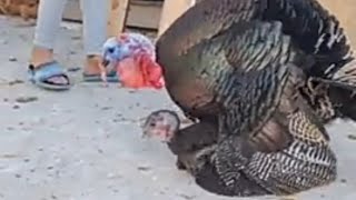 Turkey's mating fight #shorts #turkeyhunting #turkeybird #turkey