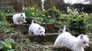 Puppy Playtime  - Westie pups have fun in the garden