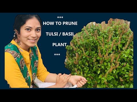 Plants: 100% results |  HOW TO PRUNE TULSI / BASIL FOR A BUSHIER PLANT