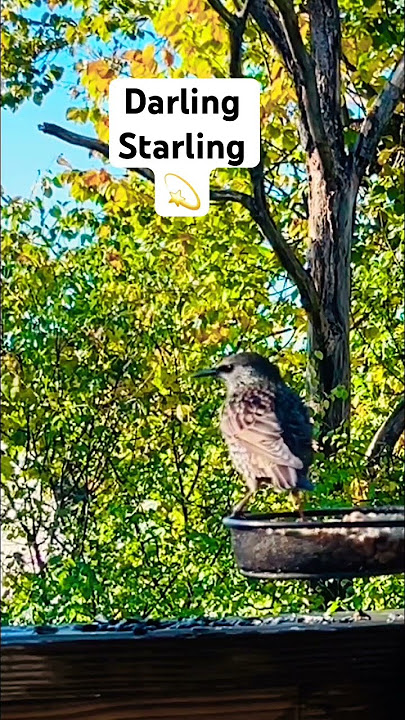Star Studded Starling 💫 #birds #like #live #animals #nature