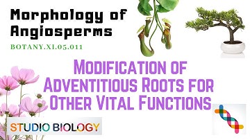 BOTANY.XI.05.011.Morphology of Angiosperms - Adventitious roots modification - Other Vital Functions