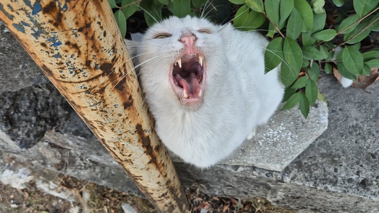 White Raging Cat It takes courage to touch the world's most Angry White Cat. - YouTube