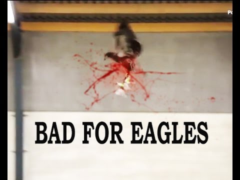 RESULT of Dutch Police Are Training Eagles to Capture Drones