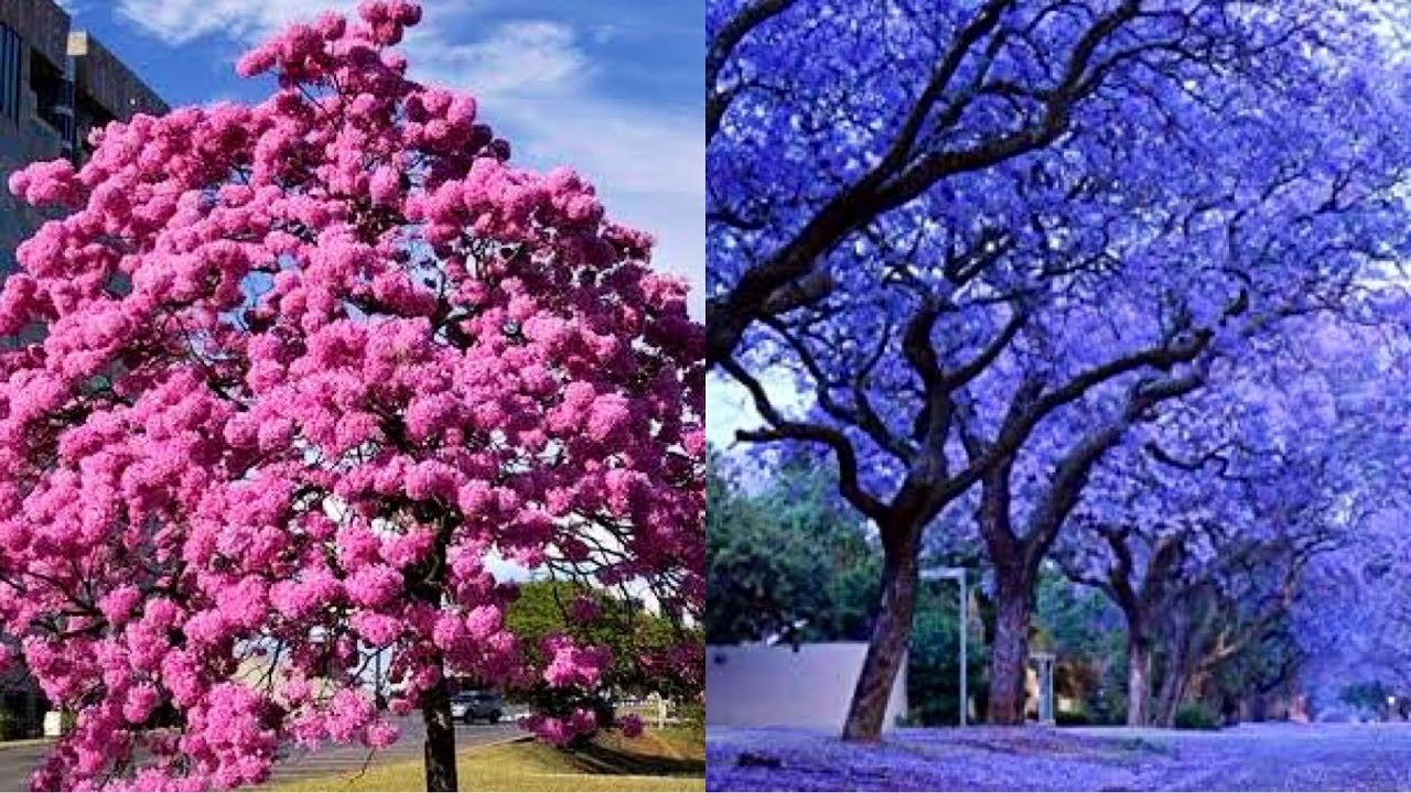 Top 5 Flowering Trees In Pakistan Plantation Campaign 2021 YouTube top-5-flowering-trees-in-pakistan-plantation-campaign-2021-youtube