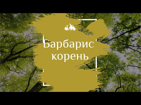 Невероятно полезный корень барбариса