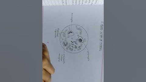 Simply Zoology record / for intermediate class 12