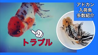 【きんぎょのヒレは再生するのか？】と、土浦観賞魚の販売金魚を紹介