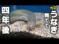 黄金うなぎ育てて4年後 巨大に!【ウナギの飼育方法】うな次郎水槽メンテナンス #ペット