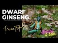 Plant profile dwarf ginseng panax trifolius