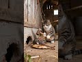 Tabby cat staring at mouse 🐹🐱🐹 #catlife #cat #mousemurah #cute #birds #animals #catlife #funny