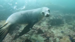 Scuba Dive with Sea Lions at Breakwater Cove, Monterey, California