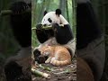 Panda's best friend! He won't eat his bamboo alone.