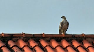 17 Feb 2024. Another Crested Honey Buzzard visits...