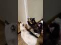 Из жизни котиков) Весёлые будни двух сестричек #котики #веселыекоты #кошки #домашнийвлог #riga #cat