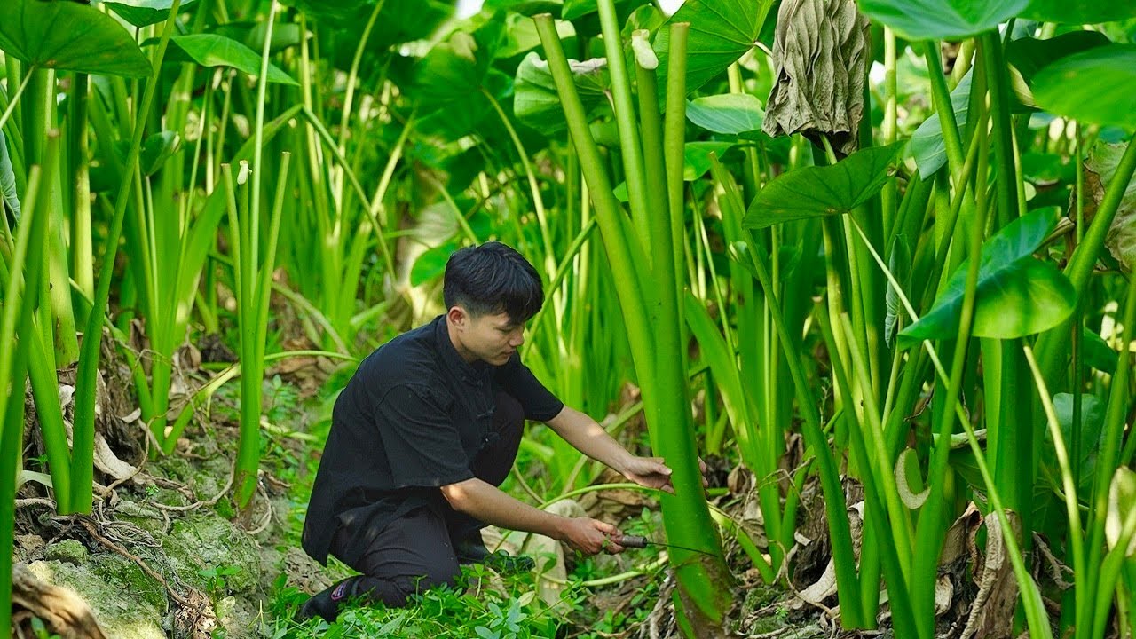 Methods for long-term preservation of taro shoots and cooking techniques. chinese traditionalfood