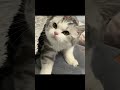 Playful Catty #catty #animals #animalvideos #cat #catvideos