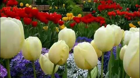 سورة الفاتحة مكررة 7 مرات | بصوت رائع فوق الخيال | للقاري الشيخ ياسر الدوسري