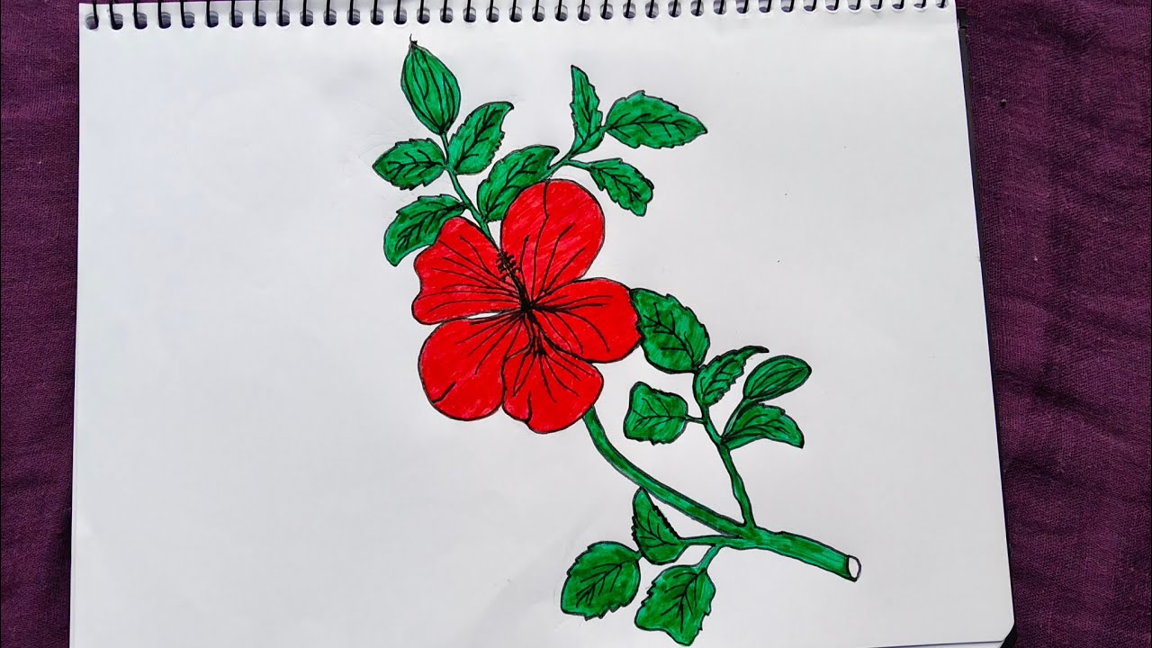 How to Draw a China Rose 🌺🌺 | Jabaful Drawing | Hibiscus Flower Drawing Step by Step Art 🎨