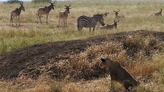 Lions Ambush Zebra but the zebra is very alert