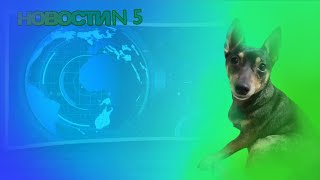 видео: Новости с Бусей | 5 выпуск картинка: Новости с Бусей | 5 выпуск