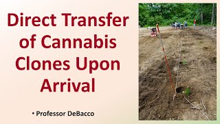 Direct Transfer of Cannabis Clones Upon Arrival
