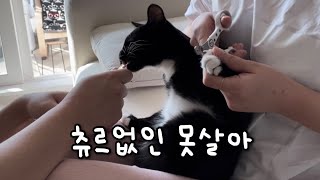 [vlog] 고양이 일상 브이로그 | 귀 청소하고 발톱 자르는 일상