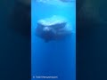 🐋シロナガスクジラ・スイムのシーズンスタート！ #Shorts