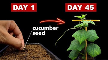 Growing Cucumber Plant From Seed - 45 Days Time Lapse