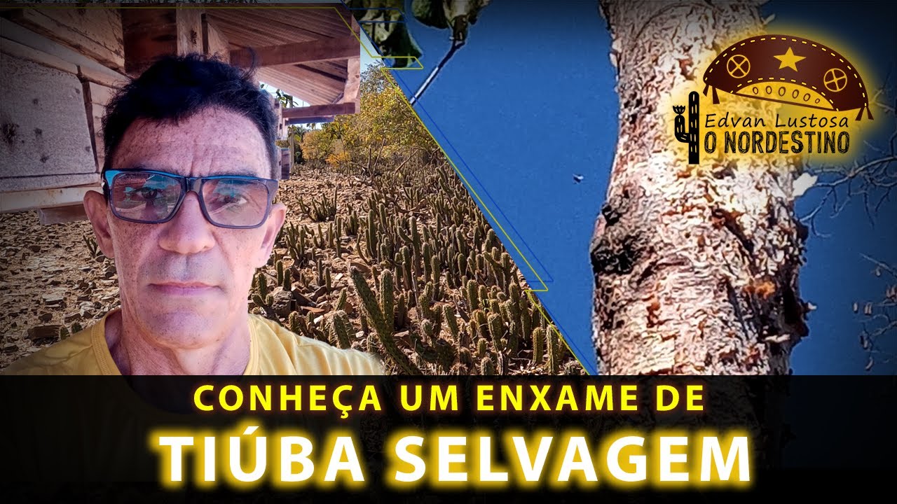 Abelha Tiúba Selvagem na Caatinga