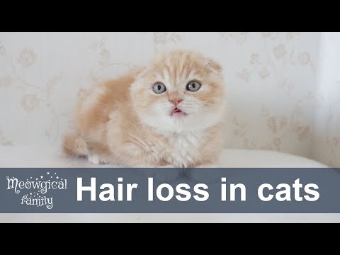 Hair loss in cats - alopecia, shedding and more