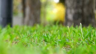 Green Grasses Moving Background Video. Copyright Free Landscape Green Grasses Video. #greengrass #4k screenshot 3