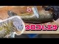大型魚をウロコごとぶった切ってエサにする！