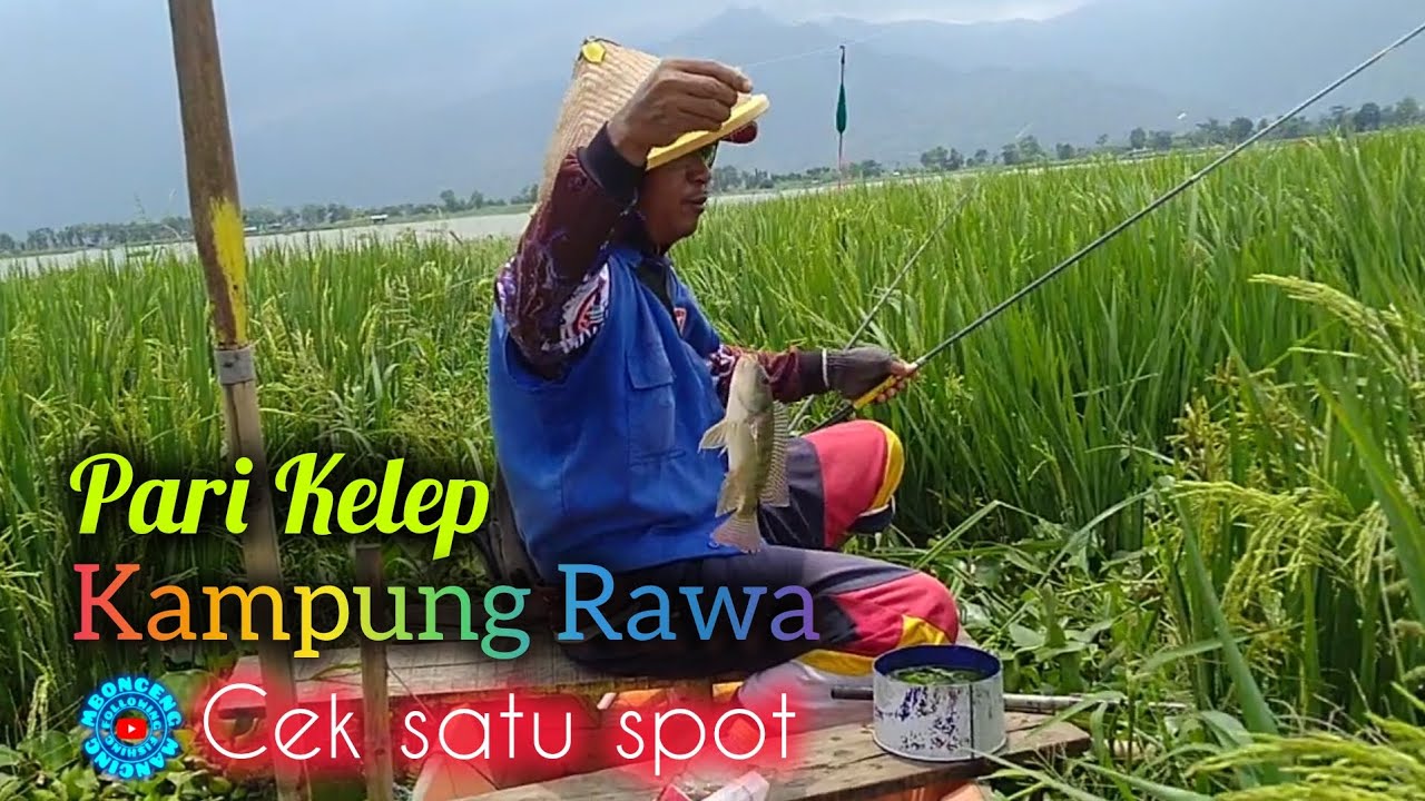 Spot Pari Kelep Kampung Rawa ‼️ Mancing Rawa Pening Terbaru @mboncengmancing #82