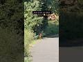 Spotting Muntjacks in the Wild 🥰 #muntjac #walking #morningwalk #dogwalk #shorts