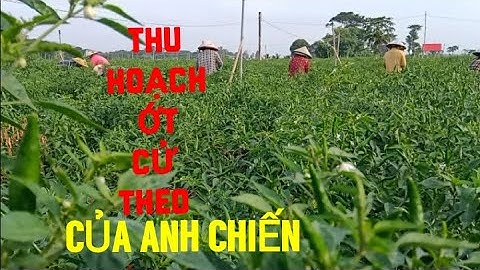 THU HOẠCH ỚT CỬ TIẾP THEO CỦA ANH CHIẾN